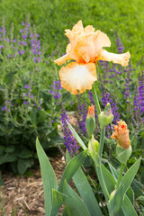 A peach colored iris with a deep orange throat.
