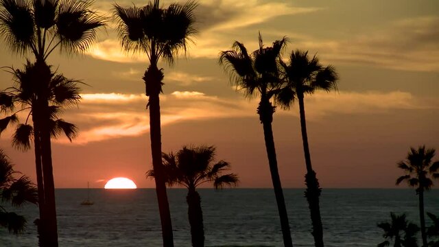 Orange Sun Sinks Below Ocean Horizon with Palm Tree and Bird Silhouettes