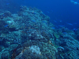 Fototapeta na wymiar インド洋に一面に広がるイソギンチャク