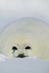 Harp seal (Phoca groenlandica) pup on the iceshelf, Gulf of St Lawrence, Canada