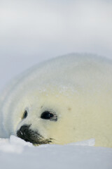 Harp seal (Phoca groenlandica) - 157213273