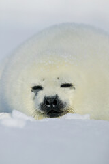 Harp seal (Phoca groenlandica) pup on the iceshelf, Gulf of St Lawrence, Canada - 157213275