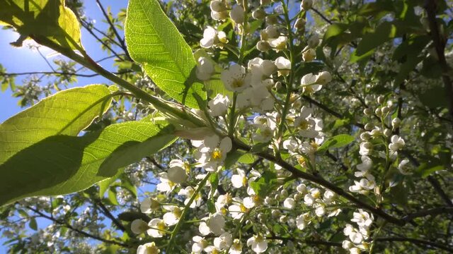 Branch of a Tree With White Flowers in Passing Sunlight.