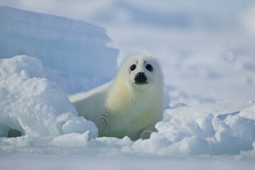 Harp seal (Phoca groenlandica) pup on the ice, Gulf of Saint Lawrence, Canada. - 157213429