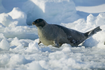 Harp seal (Phoca groenlandica) female on the ice, Gulf of Saint Lawrence, Canada. - 157213430