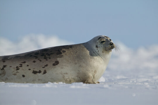 Harp seal (Phoca groenlandica) female on the ice, Gulf of Saint Lawrence, Canada.