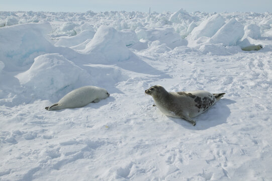 Harp seal (Phoca groenlandica) female with pup on the ice, Gulf of Saint Lawrence, Canada.