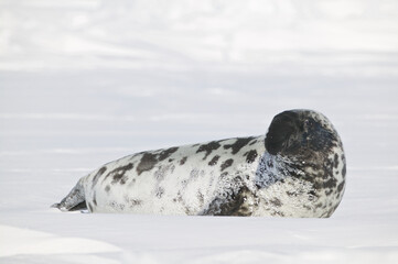 Hooded Seal (Cystophora cristata) male on the iceshelf