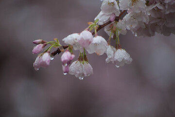 cherry blossoms Portland OR
