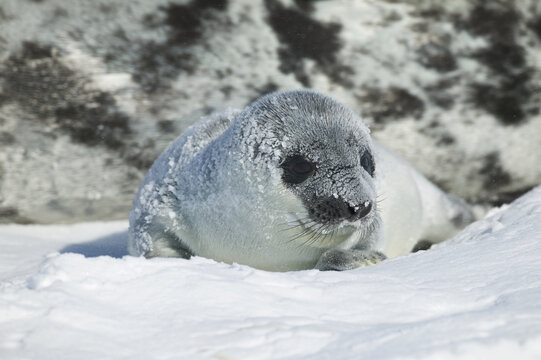 Hooded seal (Cystophora cristata) pup on iceshelf