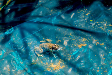 green frog Pelophylax esculentus in a Pond closeup