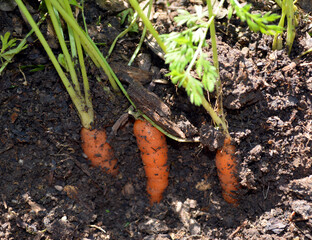Growing Carrots/Fresh carrots growing in the soil