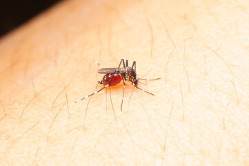 Mosquito Biting Skin is Filled with Red Blood