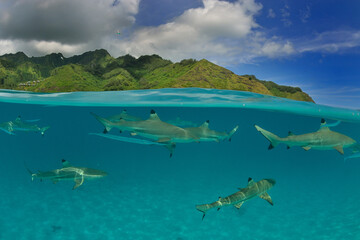 Moorea - Haapiti (Polynésie Française)  : requins pointes noires nageant dans le lagon.....