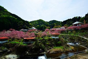 Fototapeta premium 廻栖野のぼたん桜