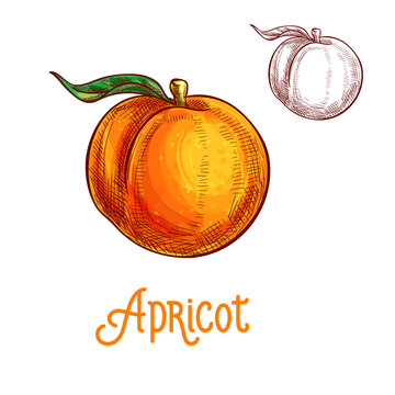 Apricot vector sketch isolated fruit icon