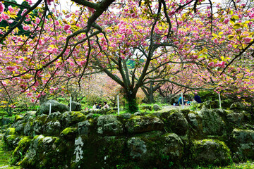 廻栖野のぼたん桜