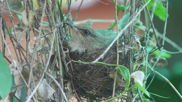 a Streak-eared Bubul bird is resting on the nest