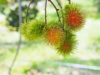 bunch of rambutan fruit on tree