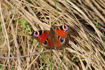 beautiful red butterfly with blue spots on the wings sitting on the grass close up