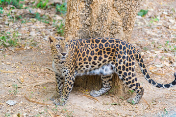 Cats predator Sri Lankan leopard (Panthera pardus kotiya). Wildlife animal.