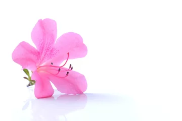 Printed kitchen splashbacks Azalea Japanese pink azalea flower isolated