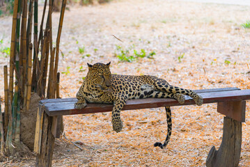Obraz premium Cats predator Sri Lankan leopard (Panthera pardus kotiya). Wildlife animal.