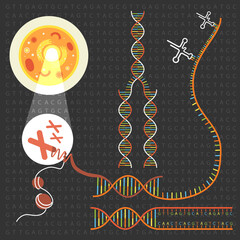 Genetics DNA structure