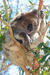 Koala Bear in the wild resting and sleeping in the eucalyptus trees on Cape Otway in Victoria Australia