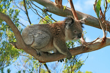 Koala Bear in the wild in the woodland of eucalyptus trees on Cape Otway in Victoria Australia