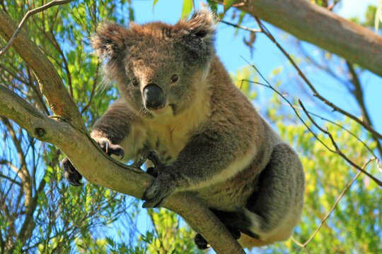 Koala Bear in the wild in the eucalyptus trees on Cape Otway in Victoria Australia