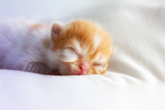 Newborn of Persian Cat.Cute Baby Kitten One Day Old Eyes Still.Cute little Persian kitten 1 Day Old is Sleeping on soft cozy blanket. - Buy this stock photo and explore similar images at Adobe Stock | Adobe Stock Newborn of Persian Cat.Cute Baby Kitten One Day Old Eyes Still.Cute little Persian kitten 1 Day Old is Sleeping on soft cozy blanket. - Buy this stock photo and explore similar images at Adobe Stock | Adobe Stock