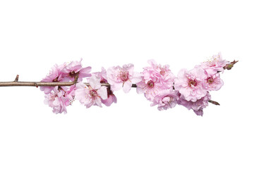 Beautiful pink cherry blossom isolated on a white background.