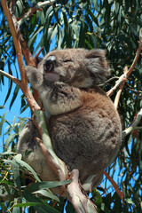 Koala Bear in the wild resting peacefully in the eucalyptus trees on Cape Otway in Victoria Australia