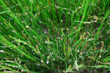 tree in mangrove forest, trunk of tree, stump and base of tree in mangrove forest