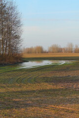 Obraz premium big puddle of melted snow near the forest on the field with green plants in the spring