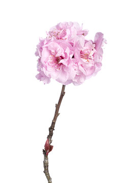 Beautiful pink cherry blossom isolated on a white background.