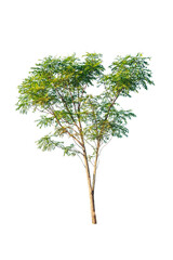 green tree isolated on white background