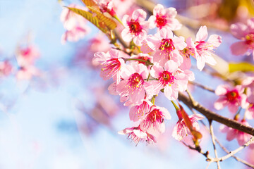 sakura thai flower in the nature with blue sky for background
