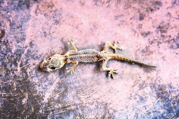Small lizard die, dreamy color