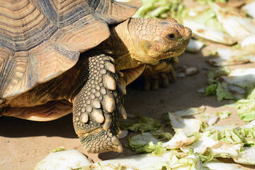 Obraz premium Big turtle walk on ground