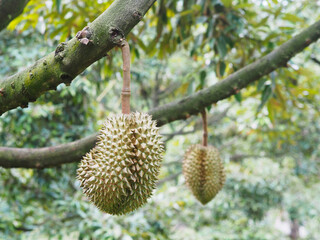 durian fruit hanging on tree