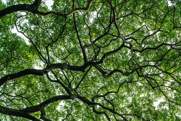 Top of the trees
