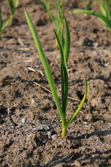 early spring shoots of young green garlic plants