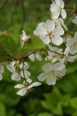 White flowers of a cherry tree