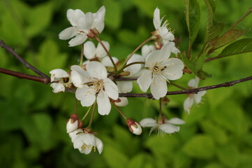 White flowers of a cherry tree