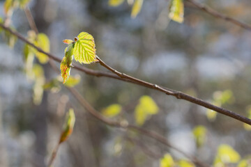 Beaked Hazelnut in Spring