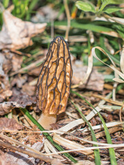 Closeup of Morel Mushroom