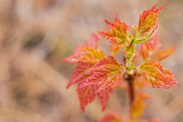 Young Red Maple Leaves