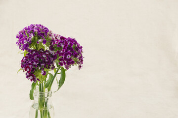 Purple sweet william flowers in vase with copy space